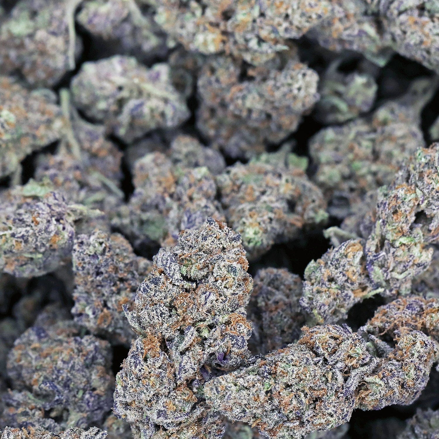 Kush Queen Hemp Flower Min Jelly THCa Flower