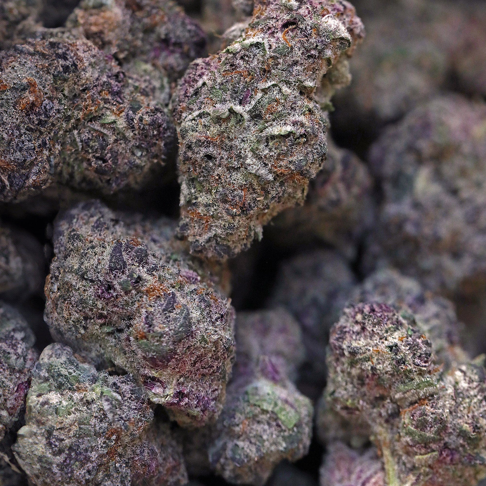 Kush Queen Hemp Flower Super Boof THCa Flower